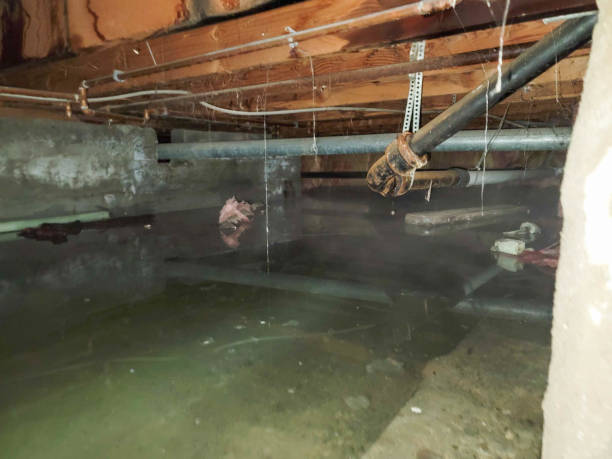 Best Professional water damage repair  in San Antonio, TX